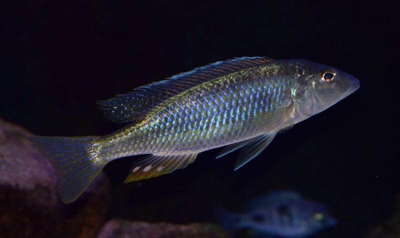 Otopharynx styrax 'Itungi'